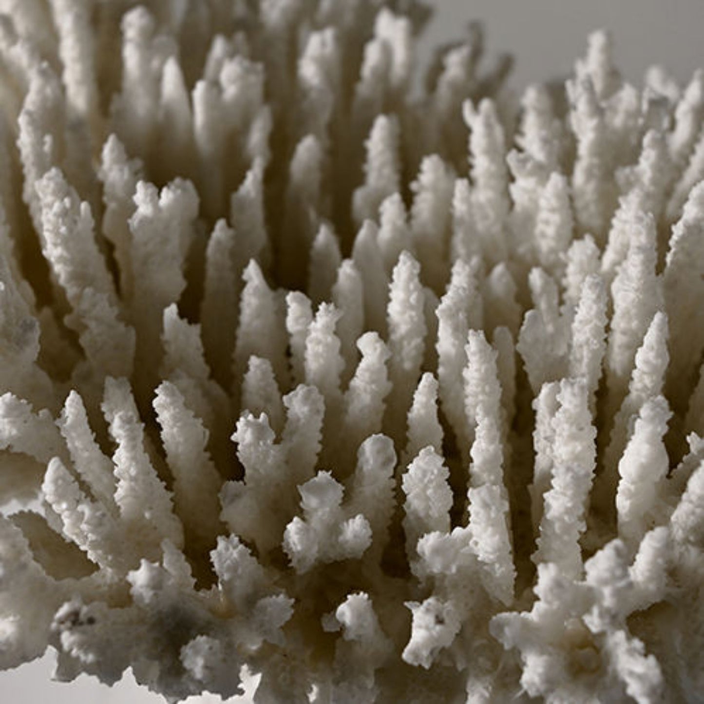 Coral Design Resin Desktop Ornament